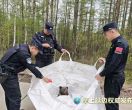 啊？出现一只“棕熊熊”
