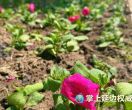 100万株鲜花！铺“满”延吉！